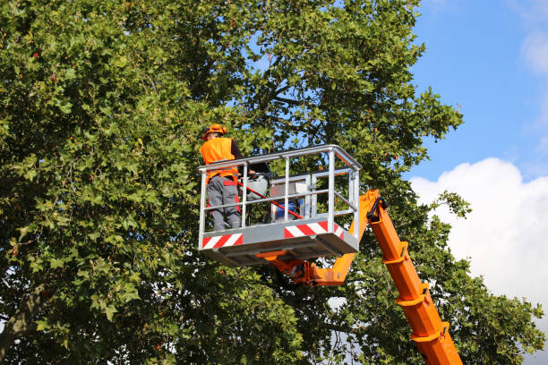 Best Tree and Shrub Care  in Ellisburg, NJ